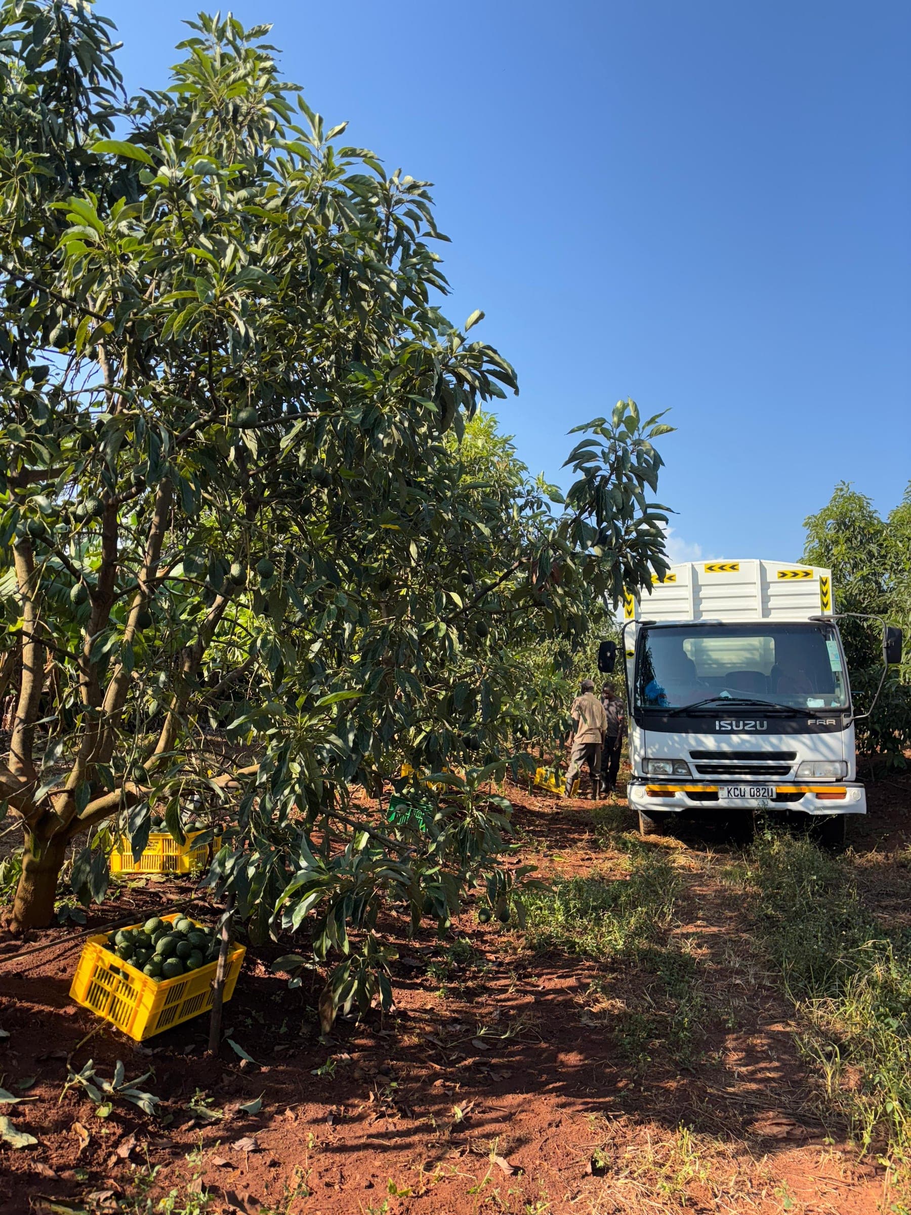 Crates of avocados beside the orchard and a truck ready for collection