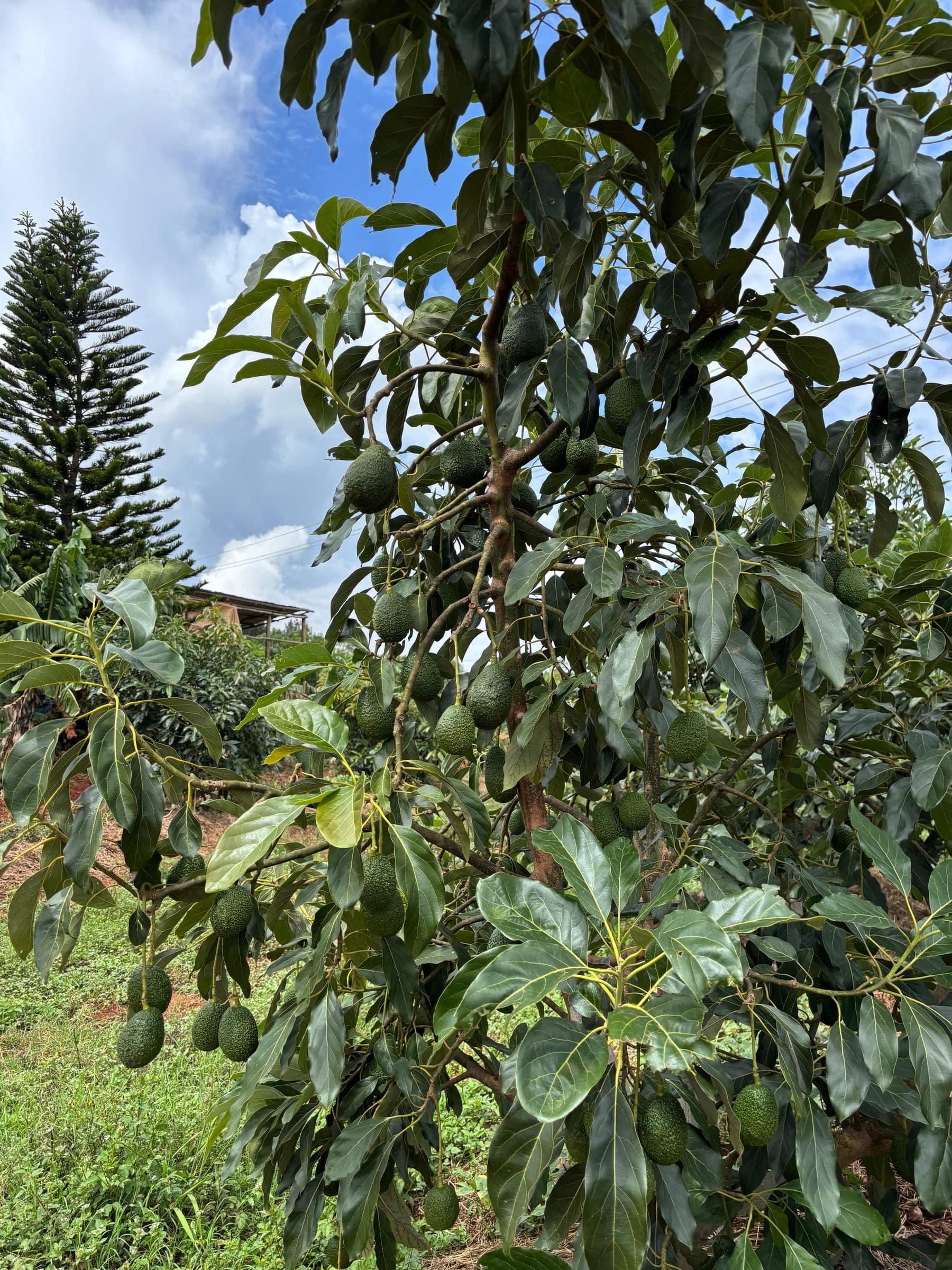 A Ruguru avocado tree heavy with fruit under a blue sky