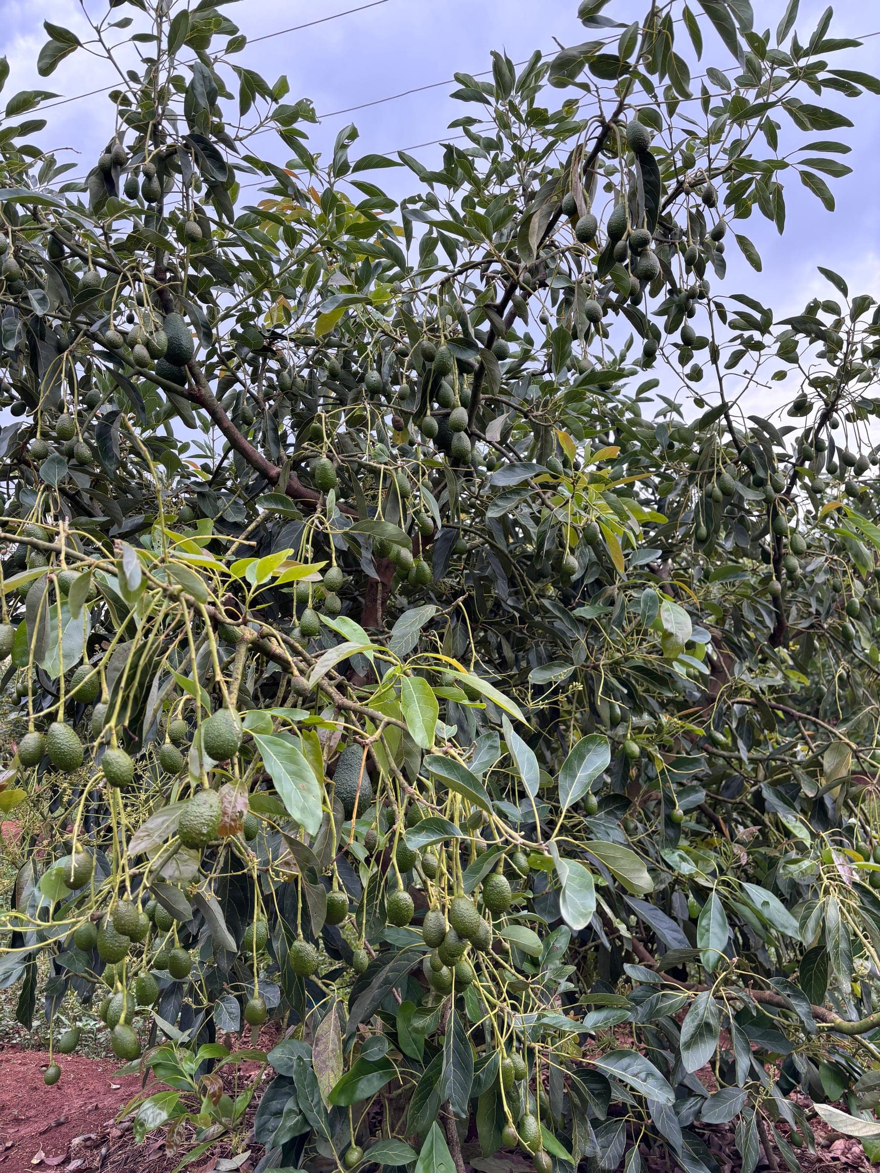 A Ruguru avocado tree heavy with clusters of green fruit